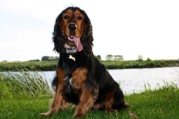 Engelse Cocker Spaniel