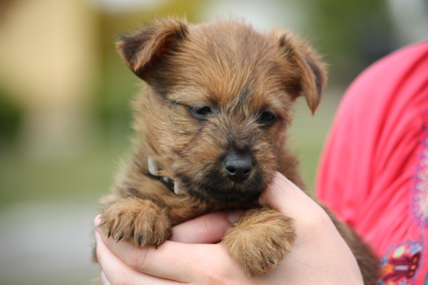 Australian Terrier, vom Schloss Mordor