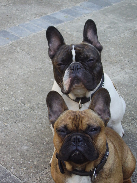 Franse Bulldog