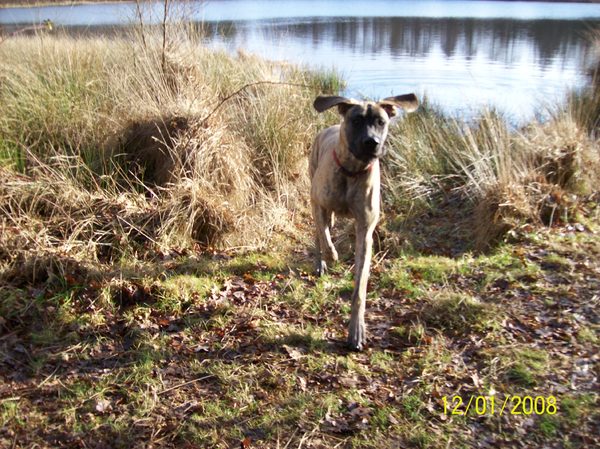 Bijna vliegende hond