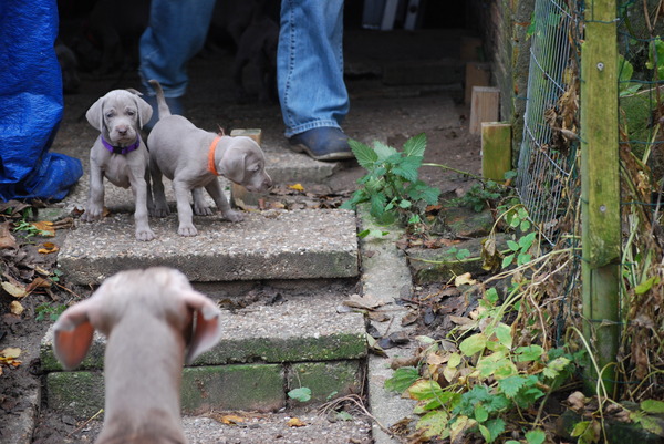 Meander Weimaraners-Leonor & Robert Honing