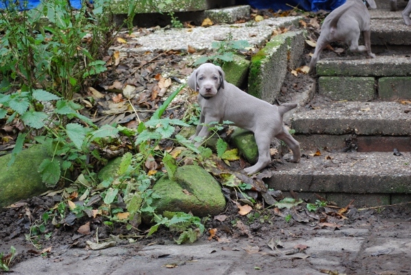 Meander Weimaraners-Leonor & Robert Honing