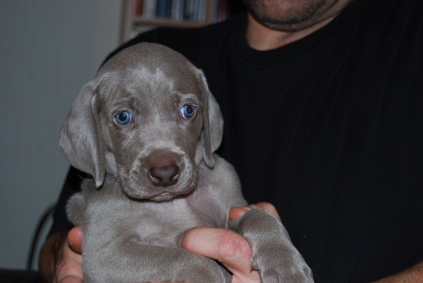 Meander Weimaraners-Leonor & Robert Honing