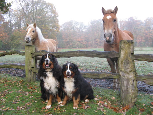 Bij de paarden.