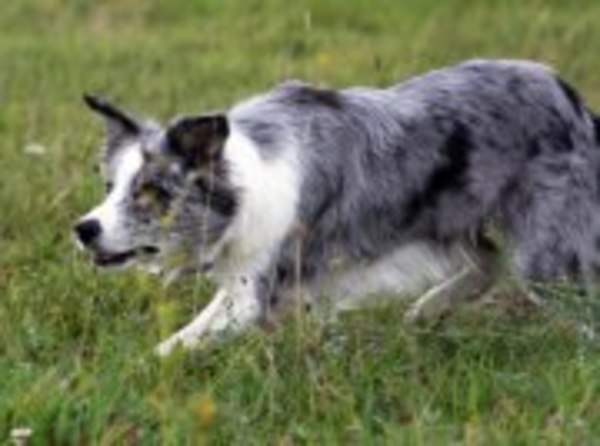 Border Collie