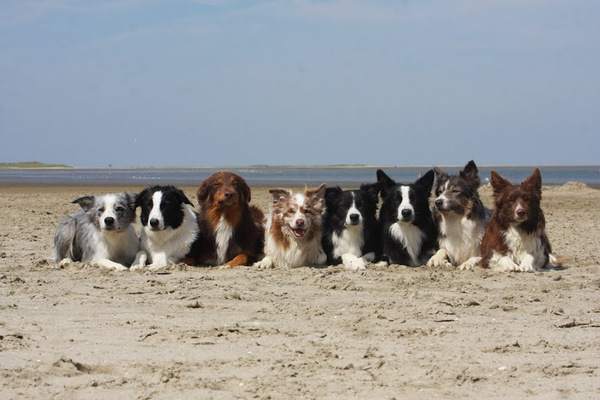 Border Collie