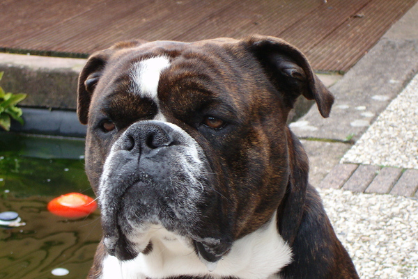 Old English Bulldog