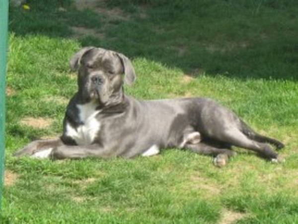 Cane Corso