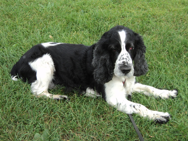 Engelse Cocker Spaniel