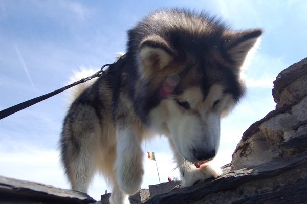 Alaskan Malamute