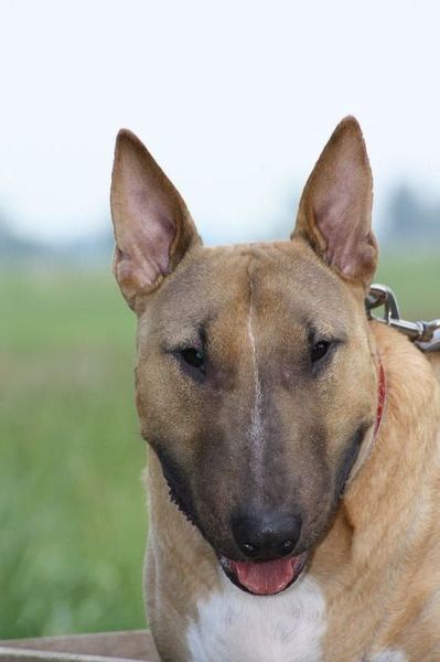 Bull Terrier