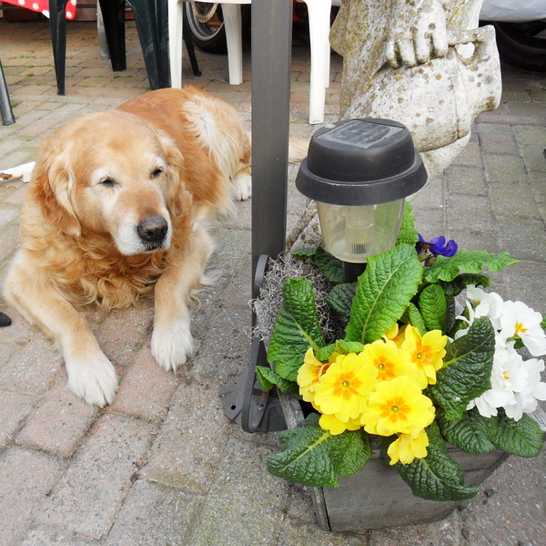 Golden Retriever