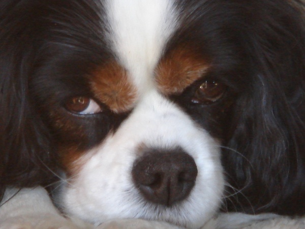 Cavalier King Charles Spaniel