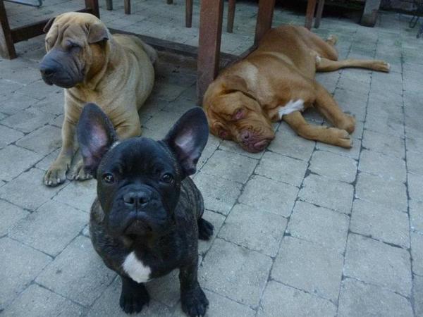 Franse Bulldog