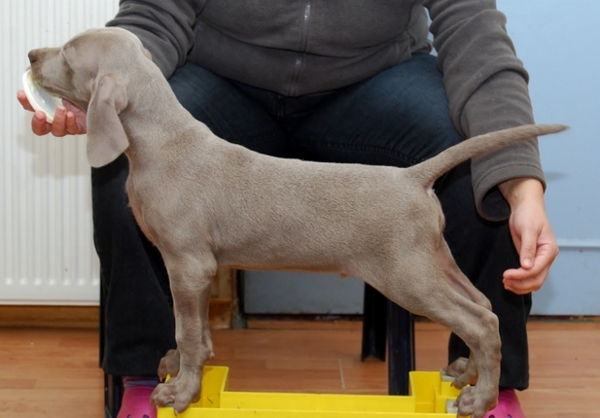 Meander Weimaraners-Leonor & Robert Honing