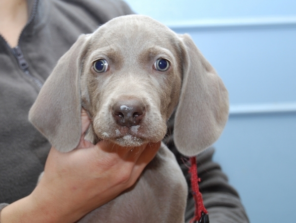 Meander Weimaraners-Leonor & Robert Honing