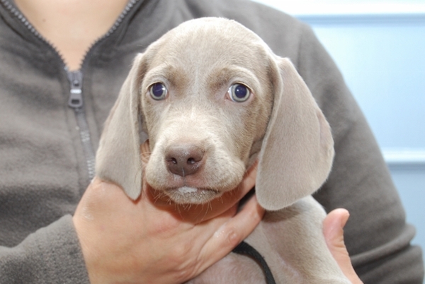 Meander Weimaraners-Leonor & Robert Honing