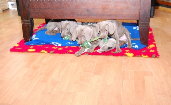 Meander Weimaraners-Leonor & Robert Honing