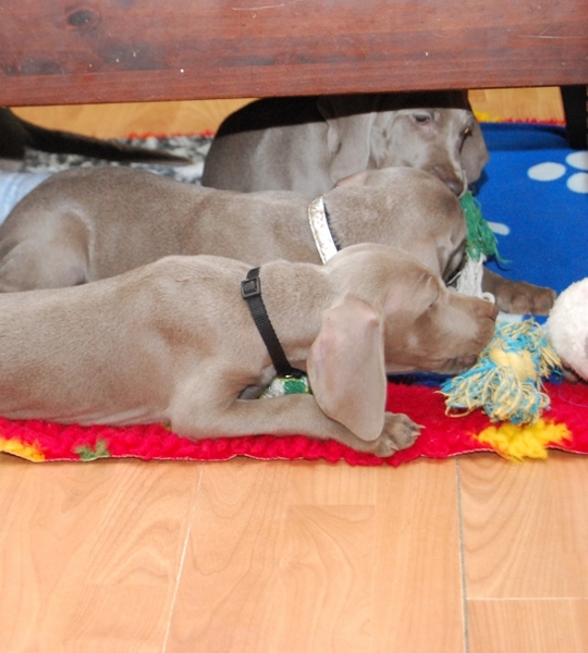 Meander Weimaraners-Leonor & Robert Honing