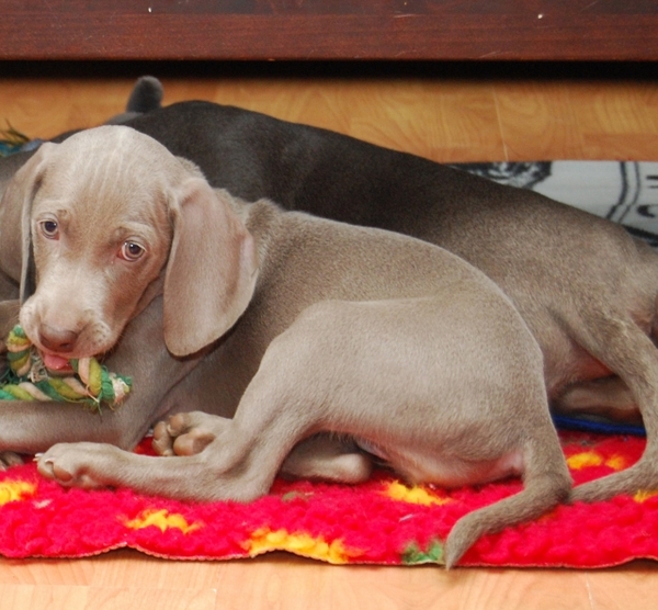 Meander Weimaraners-Leonor & Robert Honing