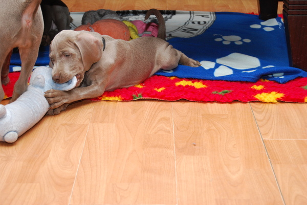 Meander Weimaraners-Leonor & Robert Honing