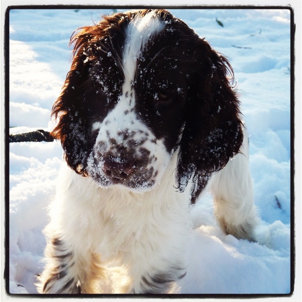 Engelse Cocker Spaniel