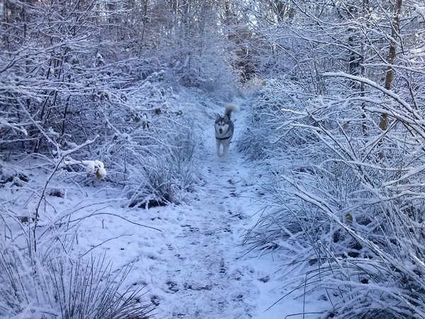 Alaskan Malamute