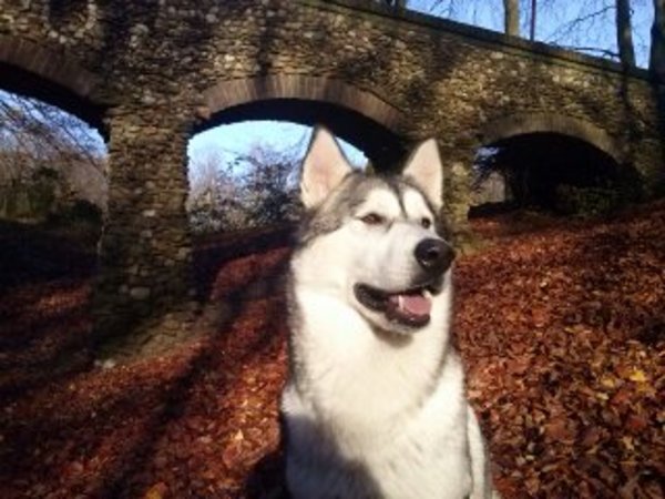 Alaskan Malamute