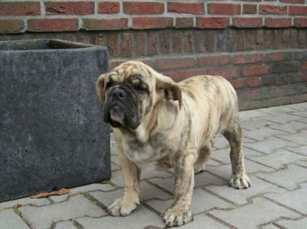 Old English Bulldog