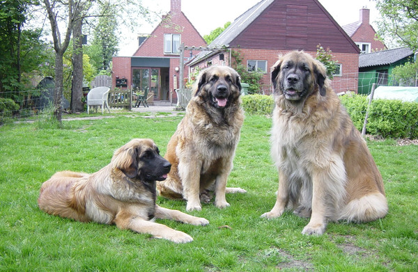 Leonberger