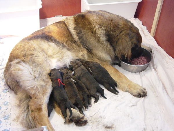 Leonberger