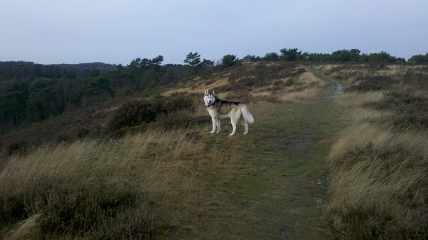 Alaskan Malamute