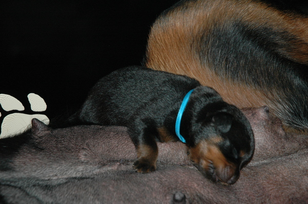 van de Sjans Rottweilers