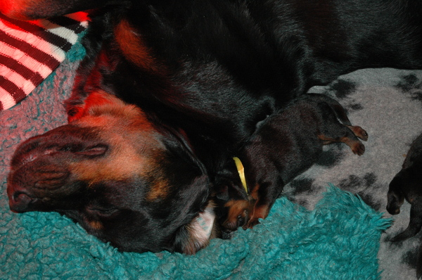 van de Sjans Rottweilers