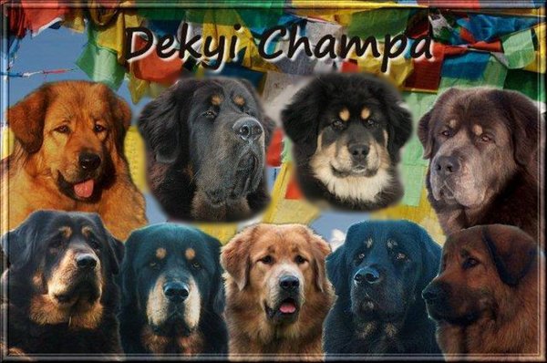 Do Khyi kennel DEKYI CHAMPA