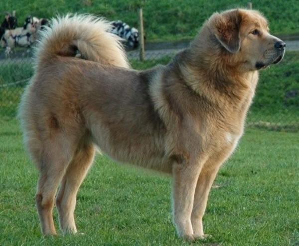 Do Khyi kennel DEKYI CHAMPA