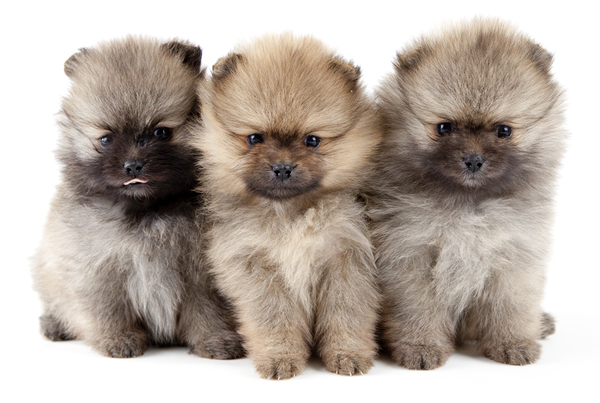 Pomeranians Residence