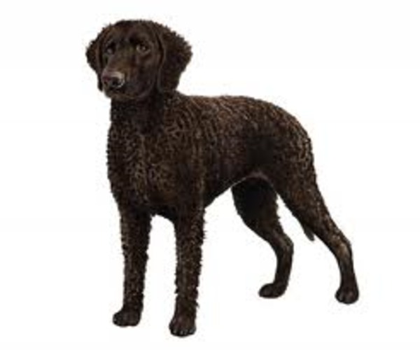 Curley Coated Retriever