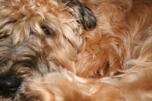 Irish Softcoated Wheaten Terriër