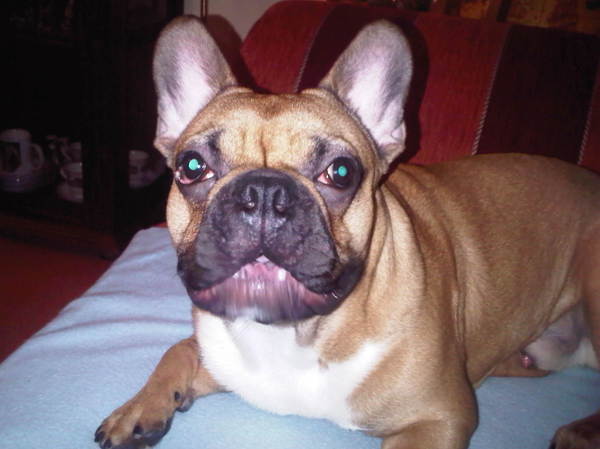 Franse Bulldog