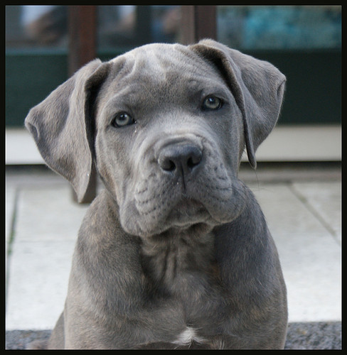 Cane Corso Italiano