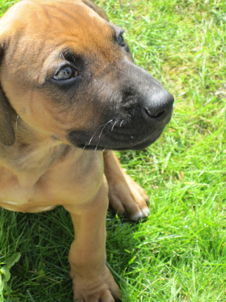 Rhodesian Ridgeback