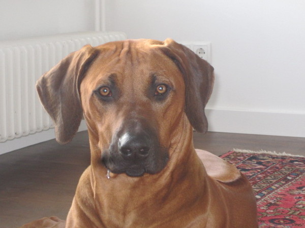 Rhodesian Ridgeback