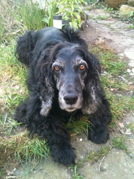 Engelse Cocker Spaniel