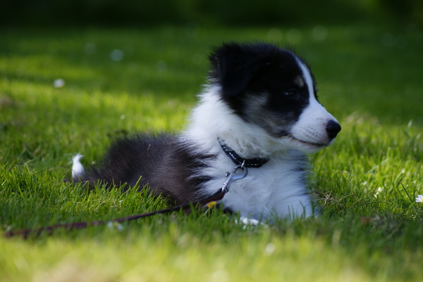 Border Collie