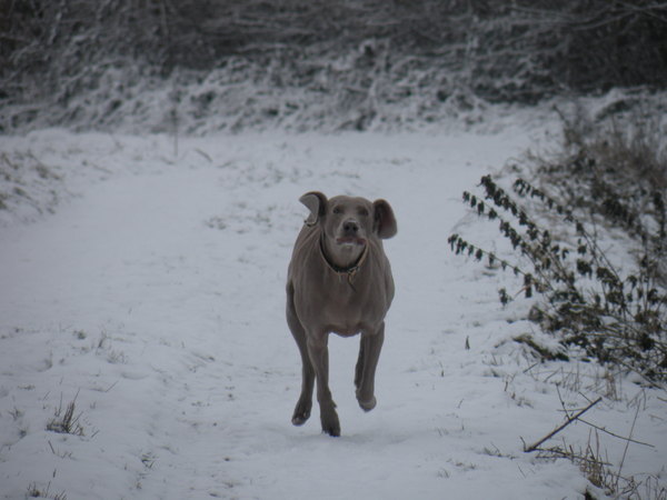 Weimaraner