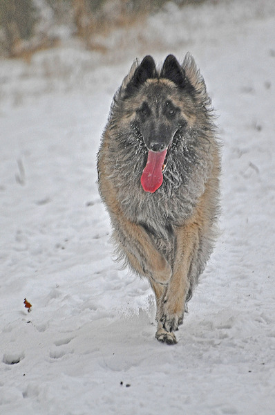 Tervuerense Herder