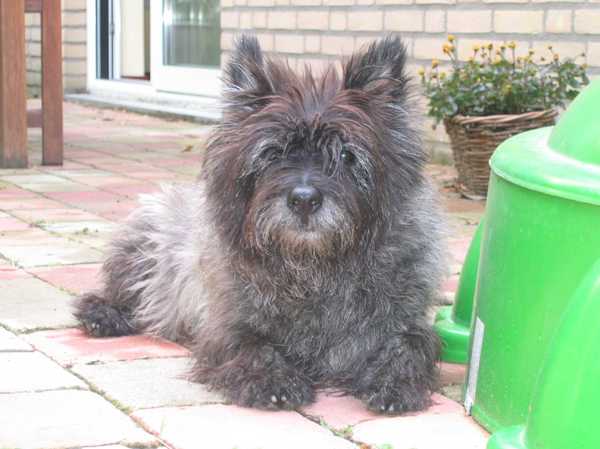 Cairn Terrier