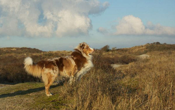 Australian Shepherd