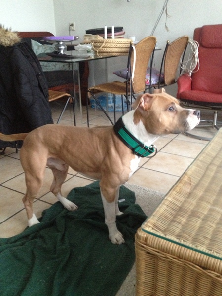 American Staffordshire Terrier